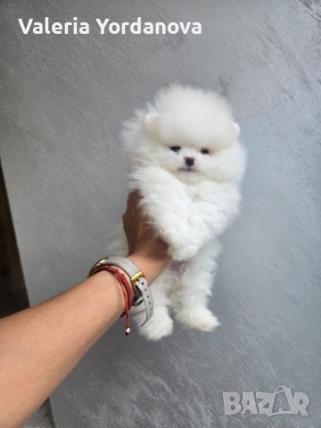 Мини Померан 