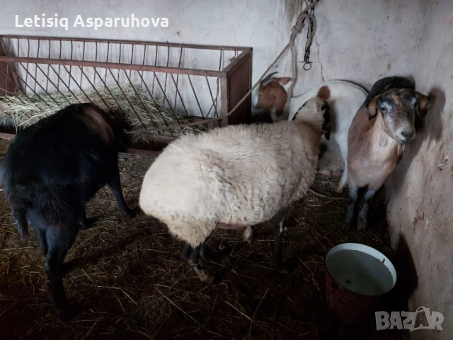 Продавам една овца, една коза, един пръч. Редовни, снимка 4 - Кози - 52674280