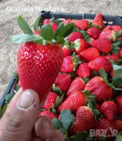 Продавам качествен разсад ягоди , снимка 17 - Градински цветя и растения - 53496428