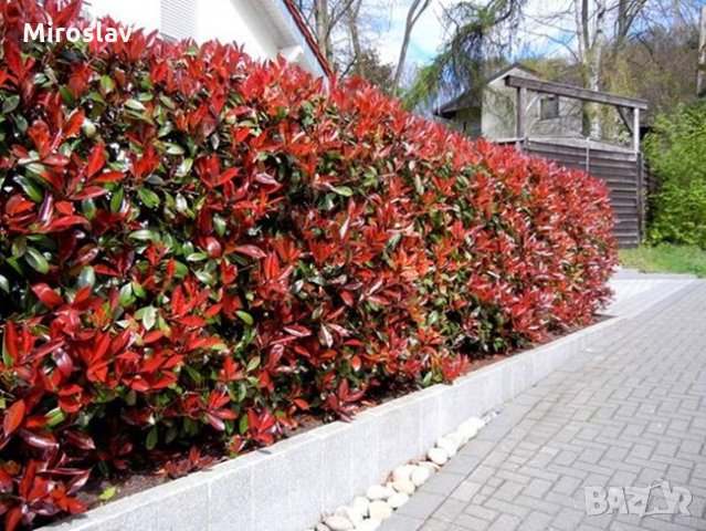 Фотиния-(Photinia Red Robin), снимка 6 - Градински цветя и растения - 33103700