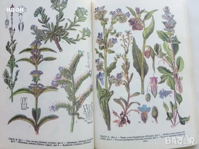 Разпознаване и събиране на билки - Борис Китанов - 1987г., снимка 4 - Енциклопедии, справочници - 48175404