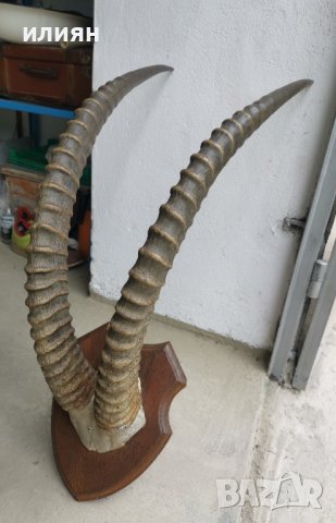 Уникален трофей  рога   антилопа Сейбъл. , снимка 3 - Други - 40656100