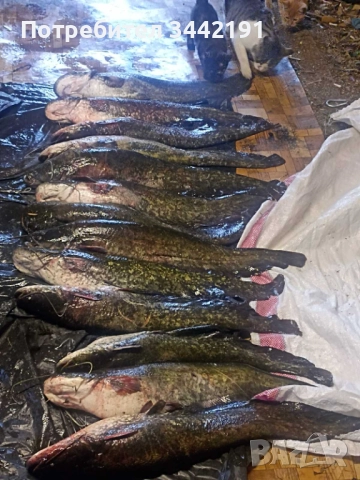 Електровъдица - юбилейна промоция, снимка 2 - Въдици - 51452210