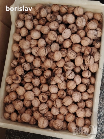 Продавам орехи 2025, снимка 2 - Други - 52419650