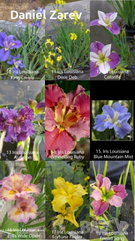 Продавам водни лилии, езерни растения и цветя. Тор за растения., снимка 12 - Градински цветя и растения - 28830827