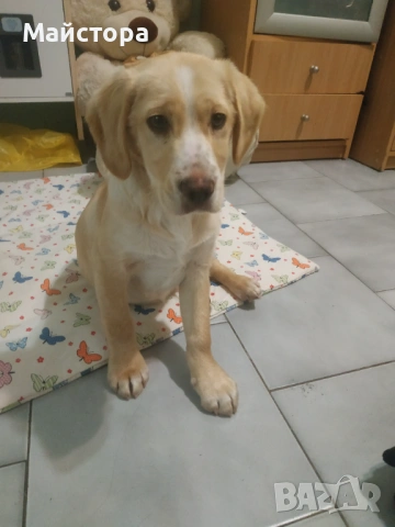 Продавам Лабрадор Ретривър , снимка 2 - Лабрадор ретривър - 53406164