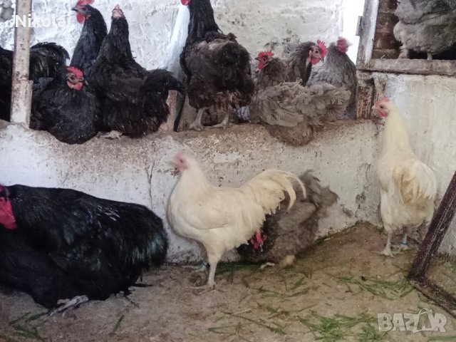 Разплодни яйца и пиленца от Легхорн, Легбар, Австралорп черен, син, Бял , снимка 12 - Кокошки и пуйки - 43887227