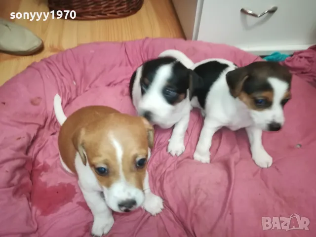 ПРОДАВАМЕ КУЧЕНЦА ДЖАК РЪСЕЛ-УНИКАЛНИ СЛАДУРИ 2701250647, снимка 2 - Джак ръсел териер - 48842521