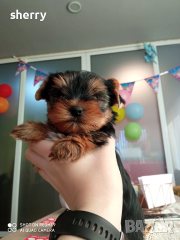 Мини йоркита , снимка 1
