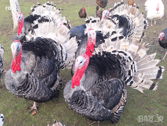 Пуйки, снимка 2 - Кокошки и пуйки - 52926900