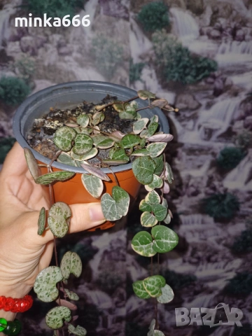 Вариегатна церопегия., снимка 2 - Стайни растения - 53015197