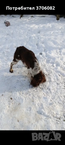 Шпрингера се продава на година и половина има интерес към гъбата копае и апортира мъжко , снимка 6 - Кокер шпаньол - 53390436