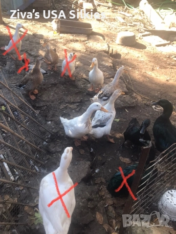 6бр женски юрдечки, 1чифт каюга