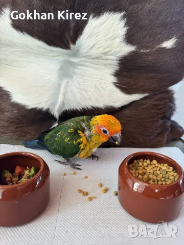 Папагали Слънчева Аратинга, снимка 11 - Папагали - 49701160