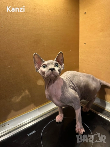 Сфинкс Sphynx, снимка 4 - Сфинксове - 53039186