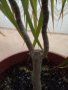 Драцена, снимка 2