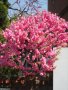 Японска Слива- Prunus triloba Студоустойчива, снимка 5