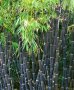 100 бр бамбукови семена градински растения Черен цвят бамбук Moso-Bamboo за декорация на градината д, снимка 4