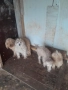 Продавам пудели, снимка 2