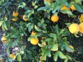 Портокал трилистен,Poncirus trifoliata, семена и растения, снимка 3
