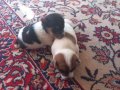 Малки кученца (мъжко и женско), снимка 1 - Джак ръсел териер - 44003152