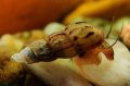 Охлюви мелания / Malaysian trumpet snails