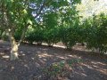 Орехова градина - 20 дка, снимка 3
