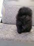 Черно бебе Померан, снимка 3