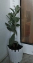 Сукуленти и кактуси , снимка 5