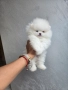 Мини Померан , снимка 1