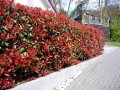 Фотиния-(Photinia Red Robin), снимка 6