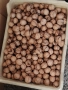 Продавам орехи 2025, снимка 2