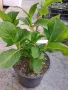  Хортензия -Hydrangea macrophylla Налични 4 вида , снимка 5