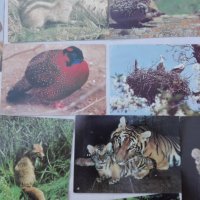 картички животни, снимка 7 - Колекции - 27601897