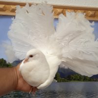Продавам гълъби, Фенерлии , на капак , с цветни опашки , чисто бели , с гащи , снимка 5 - Гълъби - 34675193