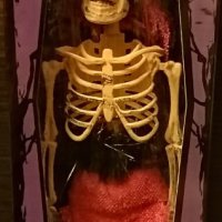 45см! Кукла, фигура на женски скелет Хелоуин (Halloween), снимка 1 - Фигурки - 40483903