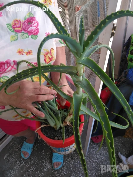 Продавам Алое Барбаденсис и Алое Арборесценс , снимка 1