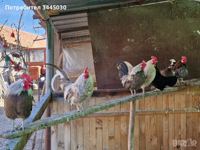 Продавам оплодени яйца , снимка 1