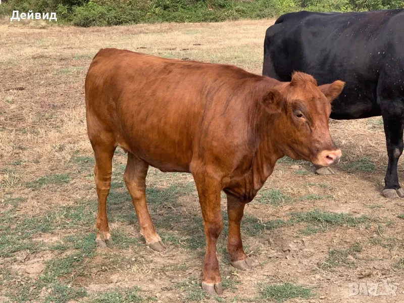 Продавам месодайно стадо , снимка 1