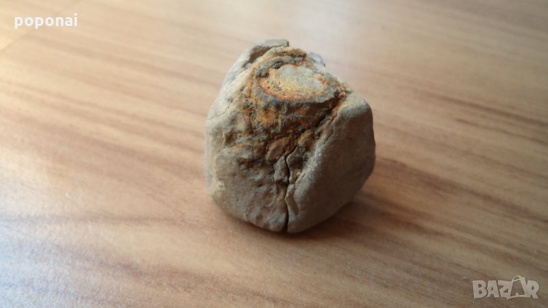 фосил,вкаменелост, снимка 1