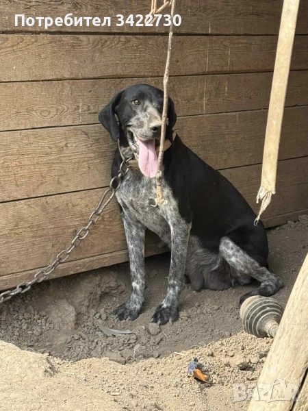 Курцхаар за трюфели, снимка 1