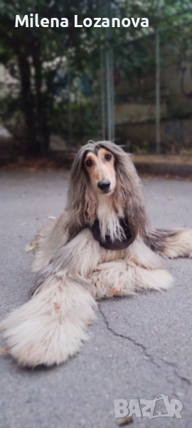 Афганистанска хрътка , снимка 1