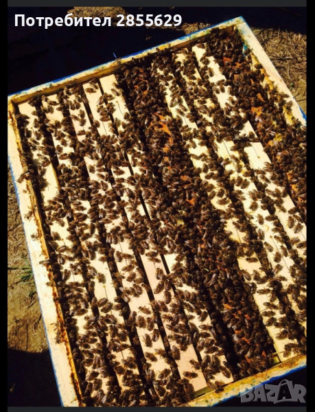 Продавам пчелни отводки Многокорпусни - 4 рамки - 90 лв ( 3 рамки разнородно пило + една рамка мед и, снимка 1