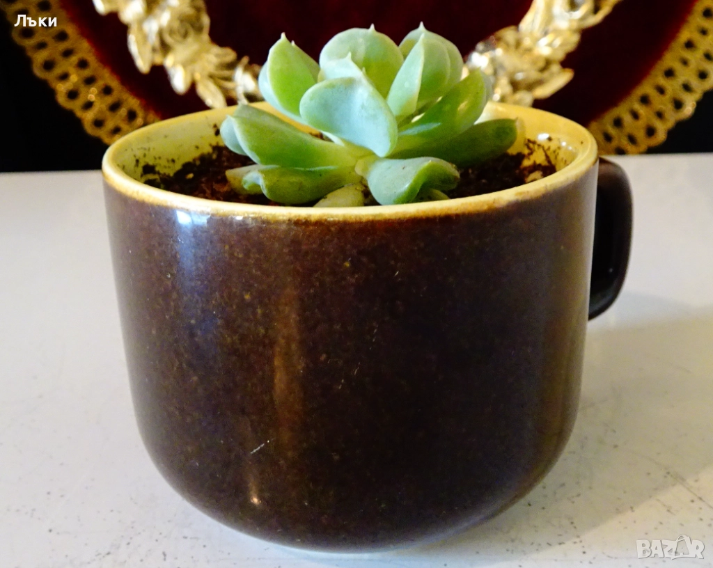 Сукулент Echeveria runionii Topsy Turvy в чаша . , снимка 1