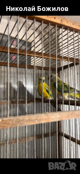 Продавам пойни папагали, снимка 1