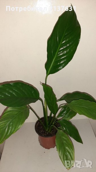 Продавам СПАТИФИЛУМ , снимка 1