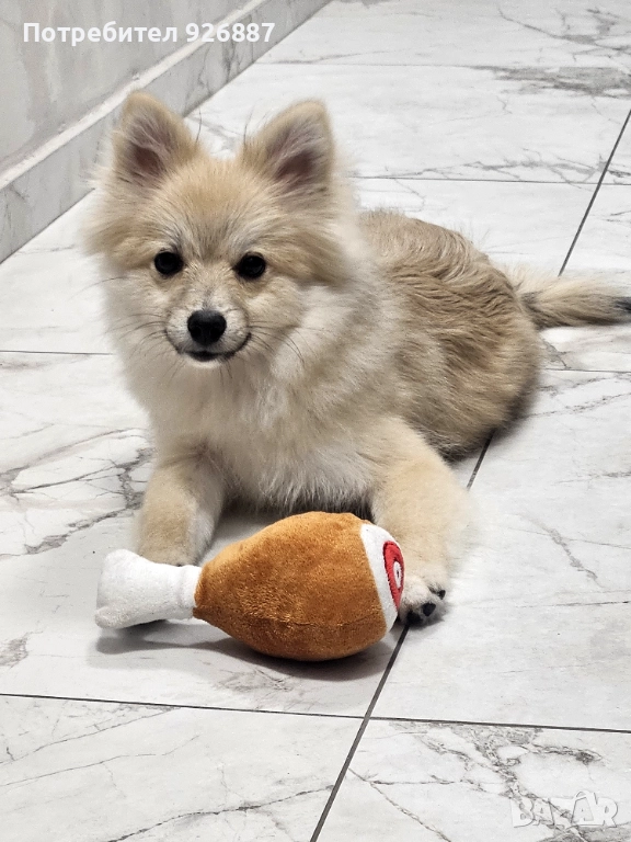 Померан мини шпиц , снимка 1