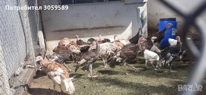 Пуйки пуйчета на 4м мъжки и женски, снимка 1