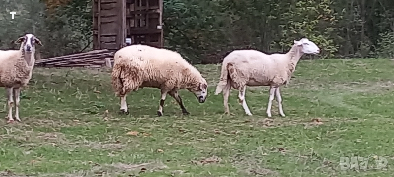 продавам овен / коч, снимка 1