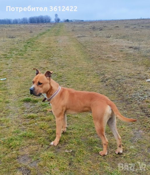 Мъжки питбул за разплод, снимка 1